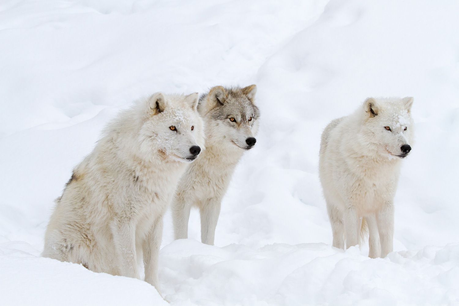 Best Dads in the Natural World - Cotton Camera Carrying Systems