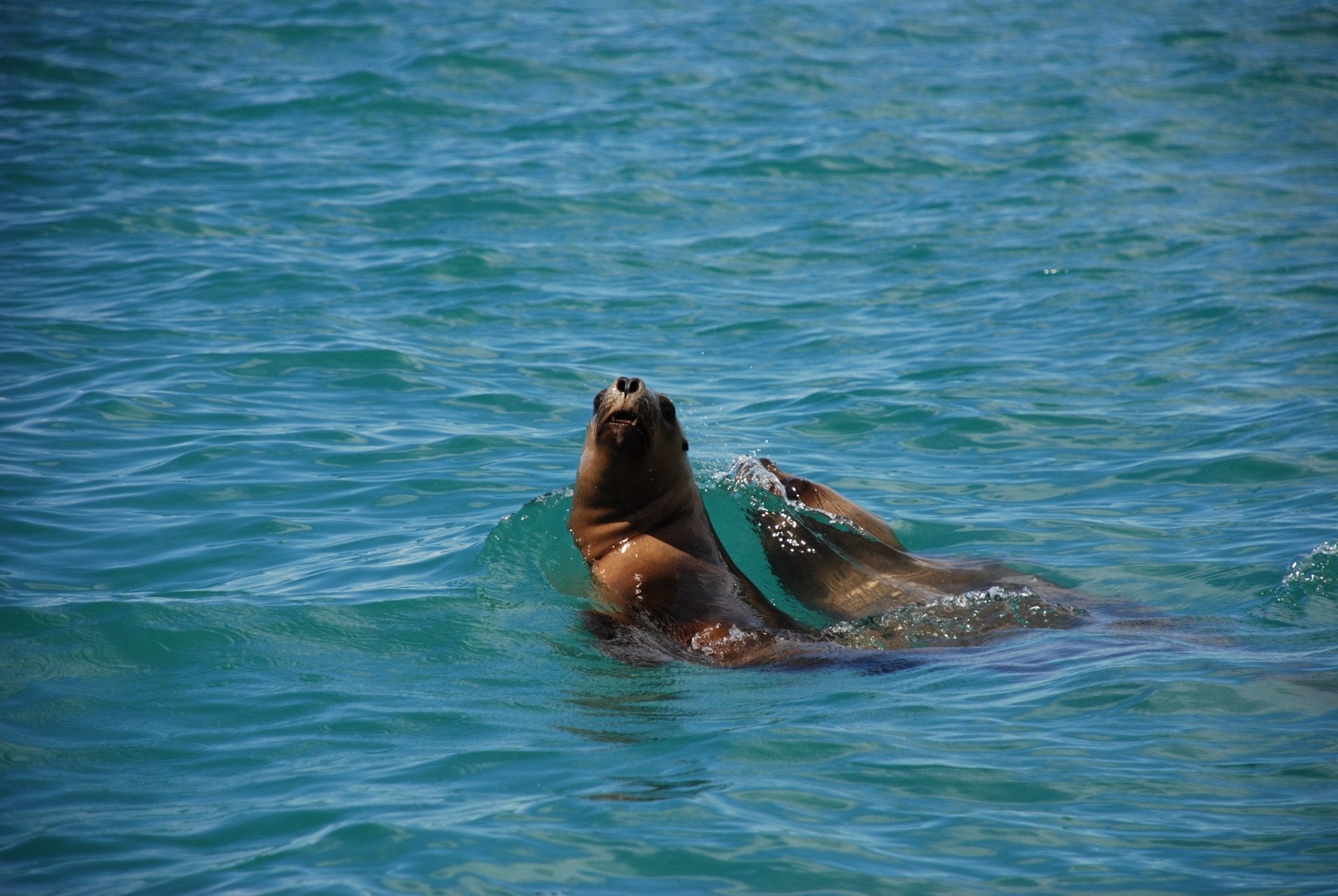 Cotton Carrier & Marine Mammal and Protected Species Mitigation Specialists - Cotton Camera Carrying Systems