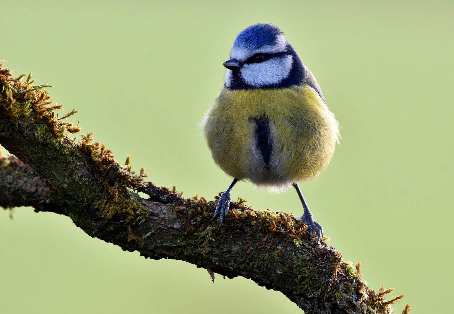 WildRead Feature Blog: Improve Your Wildlife Photography - Cotton Camera Carrying Systems