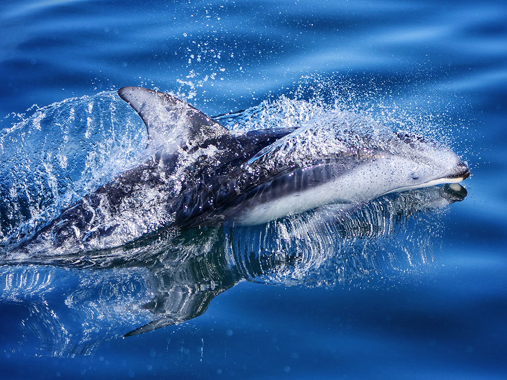 Photo of a Pacific white sided dolphin swimming in water, taken by professional photographer Valeria Vergara