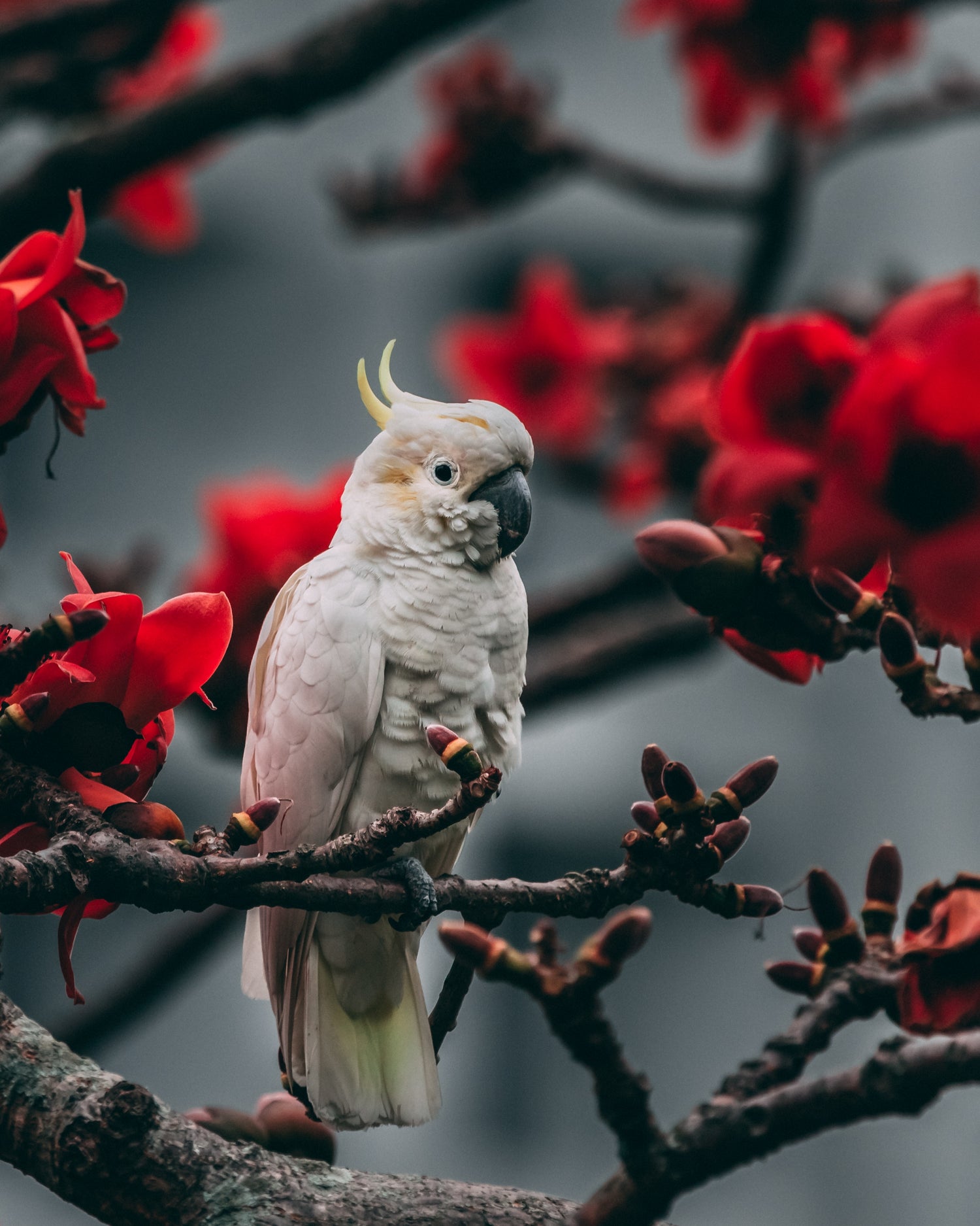 White bird perched on a branch with red flowers